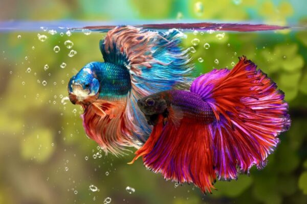 Interesting Facts About Pink Orchid Betta